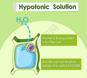 显示低渗溶液的图表科学生活夹子教育学习艺术艺术品插图卡通片环境图片