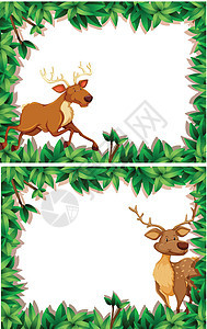 鹿在自然框架中的集合图片