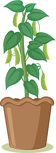 po 的一种豆类植物图片