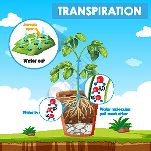 图表显示计划中的蒸腾运输绘画树叶艺术品环境花园光合作用生活蒸腾土壤图片