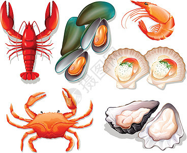 白色背景上的一组海鲜海洋绘画夹子菜单扇贝食物牡蛎艺术插图贝类图片