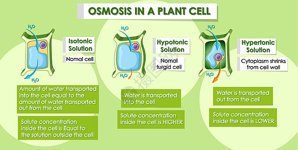 显示植物细胞渗透作用的图表叶子生活卡通片插图生物科学教育意义绘画蒸腾图片