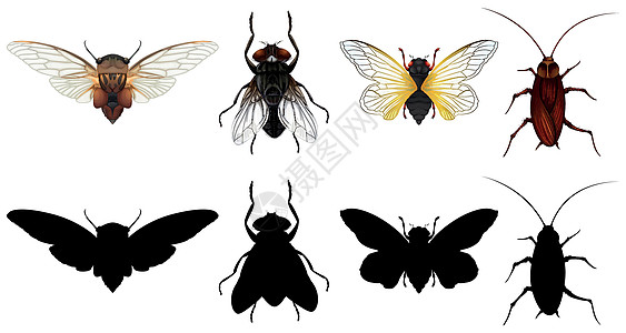 一组不同的昆虫场景艺术白色夹子黑色绘画蚊子漏洞翅膀臭虫图片