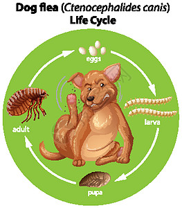 显示狗跳蚤生命周期的图表图片