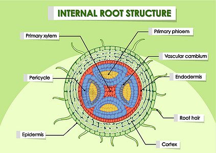 显示内部根结构的图表运输植物光合作用生物意义艺术品学习教育绿色科学图片
