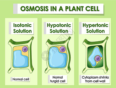 显示植物细胞渗透作用的图表意义科学学习活力运输绘画生物夹子教育光合作用图片
