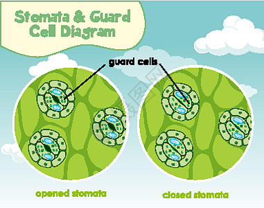 显示带有气孔和保卫细胞的植物细胞的示意图图片