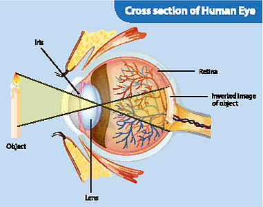 显示人眼横截面的图表男人科学卡通片学习解剖学微生物学意义男性女孩女士图片