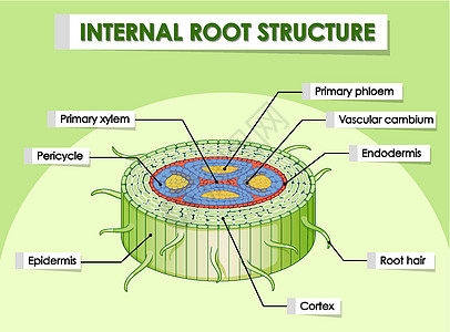 显示内部根结构的图表卡通片生活生物学运输艺术品意义生物技术插图科学图片