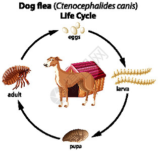 白色背景上的狗跳蚤生命周期图片