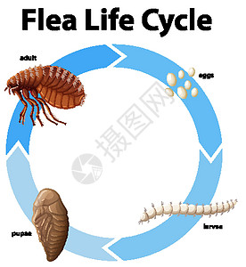 显示 fle 生命周期的图表海报插图绘画科学生物学卡通片学习幼虫昆虫环境图片