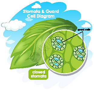 显示植物细胞的图表绿色学习生活绘画艺术品光合作用生物卡通片插图科学图片