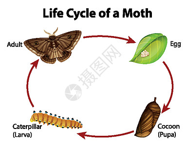 显示电机生命周期的图表教育毛虫学习动物群生物生物学绘画插图昆虫自行车图片