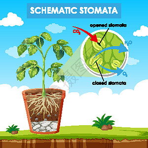 显示气孔示意图的示意图生活植物生物学艺术科学运输卡通片学习场景图表图片
