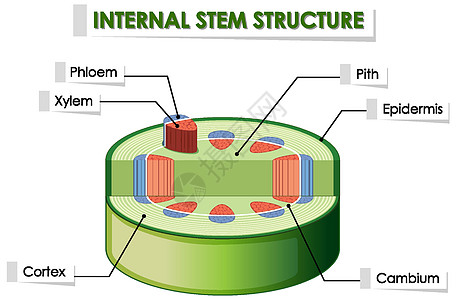 显示内部茎结构的图表艺术绿色科学环境插图艺术品生物光合作用学习教育图片