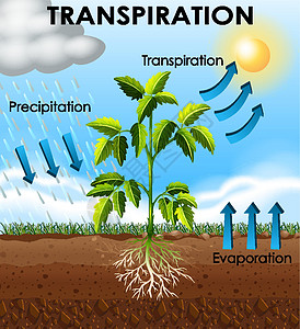 显示计划蒸腾的图表作用艺术园艺卡通片插图沉淀意义绘画环境学习图片