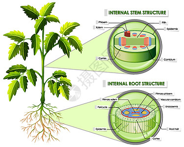 显示茎和根结构的图表生活学习光合作用剪裁生物学绘画植物学艺术叶子气孔图片