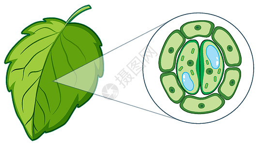 显示植物细胞的图表活力光合作用生活运输生物叶子艺术品绘画生物学教育图片