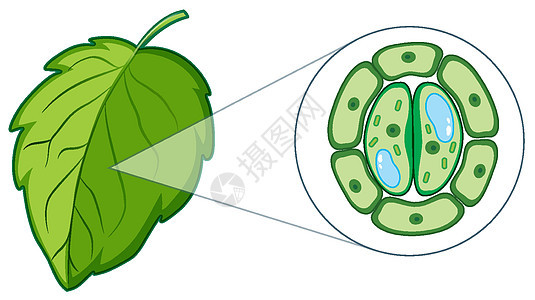 显示植物细胞的图表活力光合作用生活运输生物叶子艺术品绘画生物学教育图片