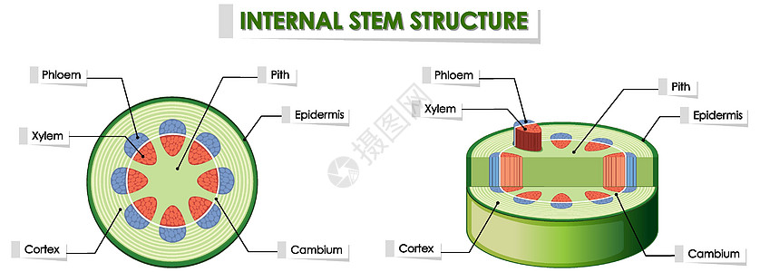 显示内部茎结构的图表技术夹子绘画生物科学插图绿色光合作用学习植物图片