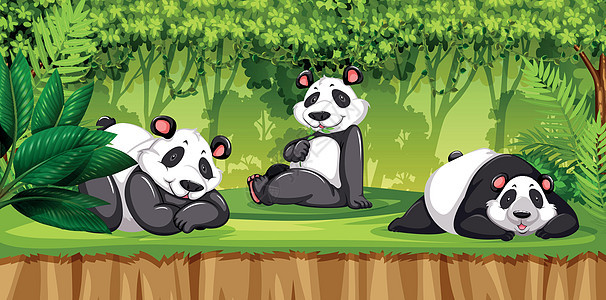 丛林中的熊猫动物植物热带异国夹子绘画绿色叶子森林野生动物图片