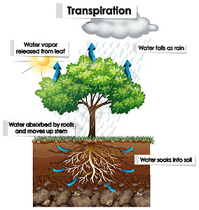 图表显示计划中的蒸腾太阳学习艺术教育液体光合作用插图运输生活生物学图片