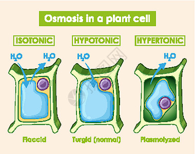 显示植物细胞渗透作用的图表夹子科学活力艺术品卡通片学习生活绘画意义光合作用图片