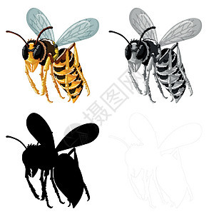 白色背景上的一组蜜蜂图片