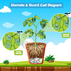 显示气孔和保护细胞的图表光合作用生物学运输生活生物艺术品植物绘画环境插图图片