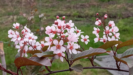 春花之春背景 沙克库拉的盛开园艺花园水果树枝花瓣季节雌蕊果园植物群生长图片