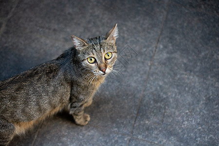 像家畜一样 长得可爱漂亮的猫的肖像怜悯哺乳动物工作室猫科宠物存活头发动物猫咪毛皮图片