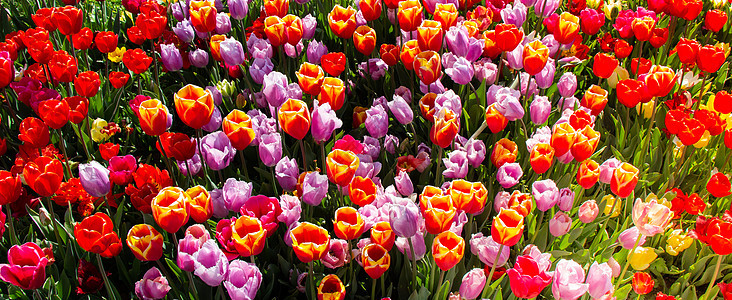 春天盛开的郁金香花作为花卉背景植物紫色花园场地公园花瓣植物群花朵庭园叶子图片