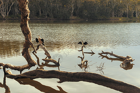 澳大利亚中海岸水鸟照片 澳大利亚中央海岸海岸线分支机构支撑鸟类游客阳光环境烘干涟漪树木图片