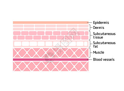 从表皮到肌肉的人体皮肤矢量图层图片