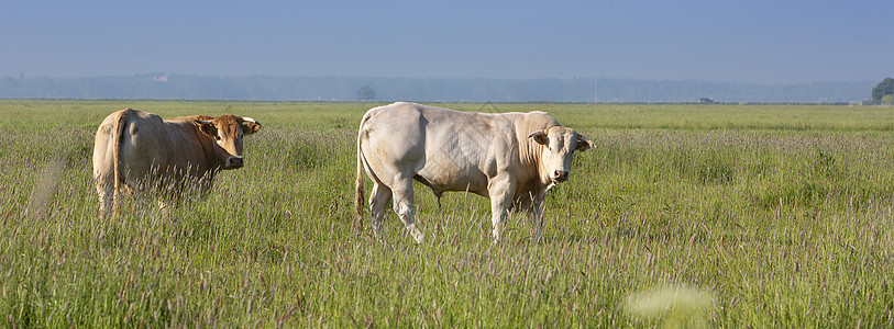 荷兰阿默斯福特附近绿草如茵的夏季草地上的金发 d'aquitaine 奶牛和公牛图片