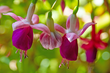 花盆中含绿叶的fuchsia花朵植物群季节花园植物学花瓣紫色盆栽园艺植物热带图片