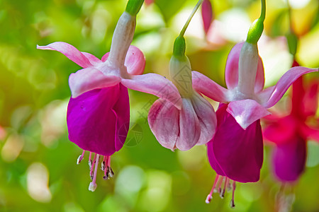 花盆中含绿叶的fuchsia花朵植物群花瓣园艺叶子植物紫红色盆栽房子季节美丽图片