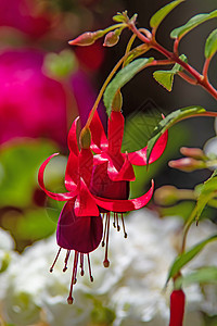 花盆中含绿叶的fuchsia花朵植物生长热带紫色房子植物学花园紫红色美丽园艺图片