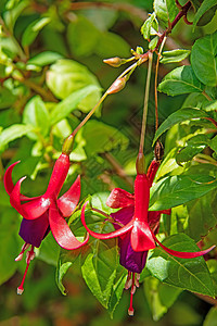 花盆中含绿叶的fuchsia花朵紫色植物群花园热带盆栽花瓣叶子植物学房子植物图片