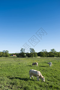 金发母牛在乡下风景中 黄金色的奶牛 在Holland的孤城和老旧的zaal附近哺乳动物金发女郎农场小牛肉牛牛肉家畜农田库存农村图片
