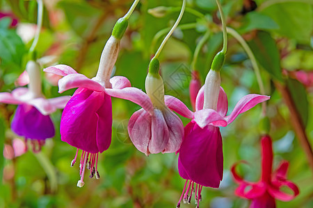 花盆中含绿叶的fuchsia花朵美丽盆栽花园房子植物群花瓣紫色紫红色生长热带图片