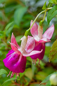 花盆中含绿叶的fuchsia花朵紫色紫红色园艺季节盆栽植物群植物学美丽房子花园图片