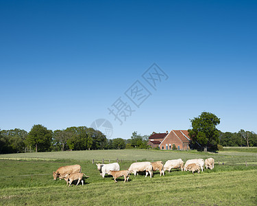 金发母牛在乡下风景中 黄金色的奶牛 在Holland的孤城和老旧的zaal附近动物农场金发女郎哺乳动物场地品种草原牧场家畜农业图片