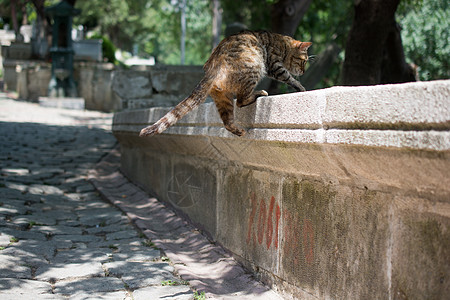 家猫在镇街上露脸草地场地猫科动物动物毛皮短发蓝色眼睛小猫休息图片