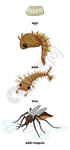 白色背景的蚊虫生命周期Name图片