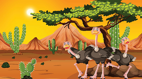 在沙漠场景中的鸵鸟艺术夹子插图环境生物动物动物群卡通片干旱绘画背景图片
