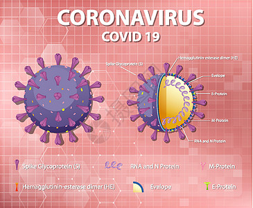 冠状病毒颗粒结构图状况信息症状死亡疾病药品粒子尖刺绘画染色体图片