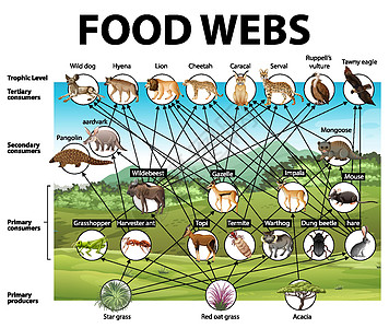 食物网图的生物学教育海报植物图表插图卡通片剪贴存活生活绘画动物群动物图片