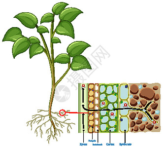 显示在白色背景上分离的植物根细胞的图表图片