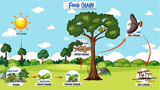 森林背景下的食物链图概念爬虫蚱蜢学习青蛙科学生物学哺乳动物卡通片插图植物图片